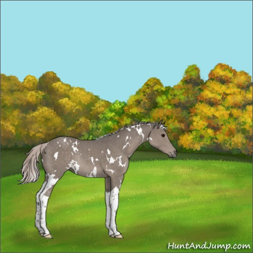 Horse Color:White Spotted Silver Black Tobiano Rabicano 