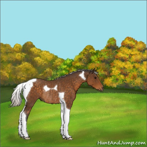 Horse Color:Silver Buckskin Tobiano Rabicano 
