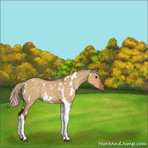 Horse Color:White Spotted Silver Buckskin Dun Tobiano 
