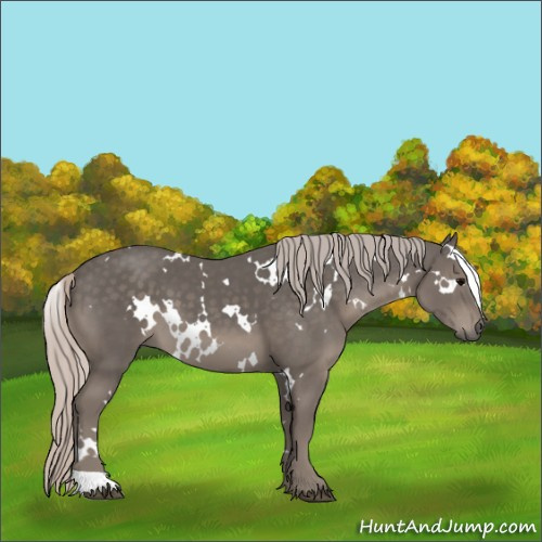 Horse Color:White Spotted Silver Black 