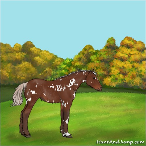 Horse Color:White Spotted Silver Bay Rabicano 
