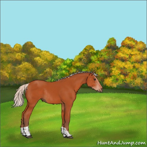 Horse Color:Silver Bay Tobiano Rabicano 