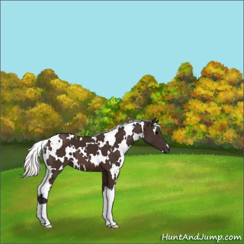 Horse Color:White Spotted Silver Brown 