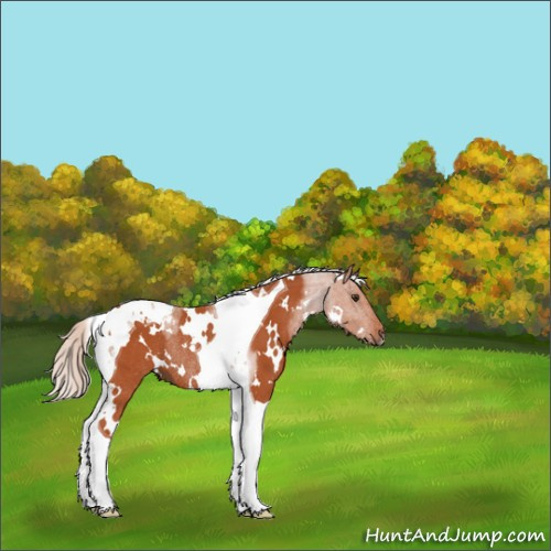 Horse Color:White Spotted Silver Brown Tobiano Rabicano 