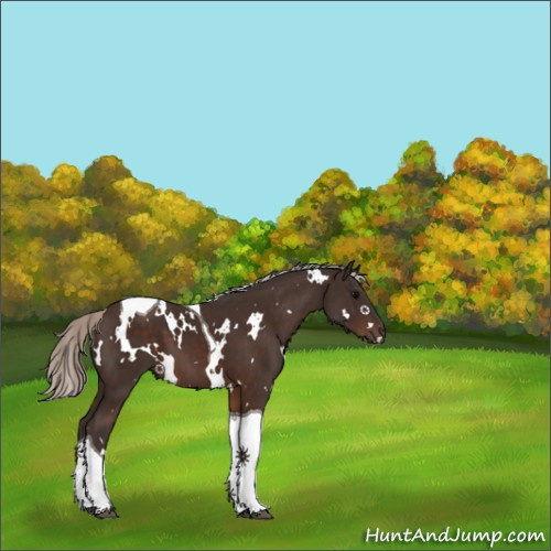 Horse Color:White Spotted Silver Brown Tobiano 