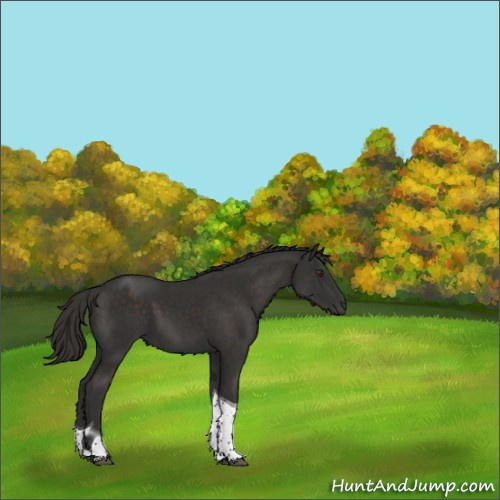 Horse Color:Liver Chestnut Tobiano 