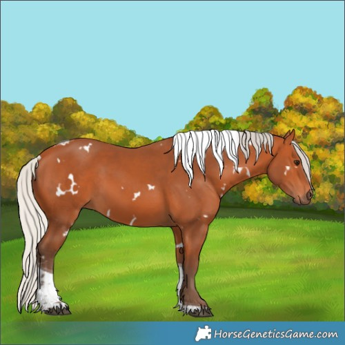 Horse Color:White Spotted Silver Bay Tobiano Rabicano 