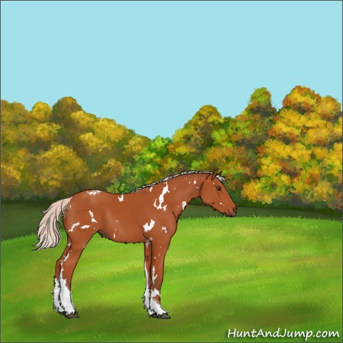 Horse Color:White Spotted Silver Bay Tobiano Rabicano 