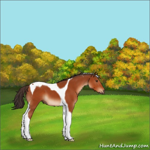 Horse Color:Bay Tobiano 