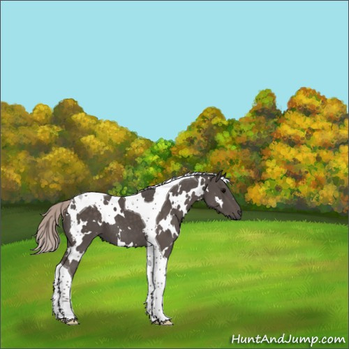 Horse Color:White Spotted Silver Black Tobiano 
