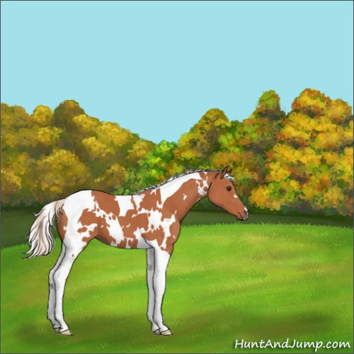 Horse Color:White Spotted Silver Bay Tobiano 