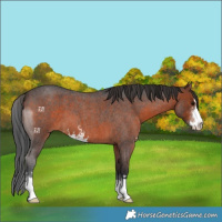 Horse Color:Brown Roan Sabino 