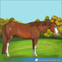 Horse Color:Chestnut Sabino 