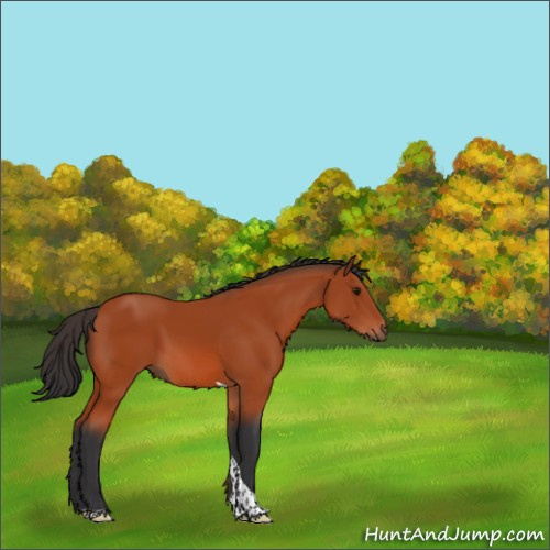 Horse Color:Bay Tobiano 