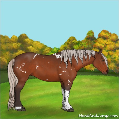 Horse Color:White Spotted Silver Brown Tobiano Rabicano 