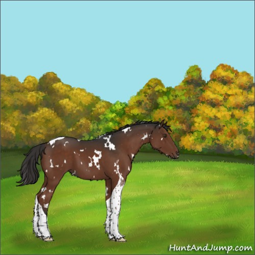 Horse Color:White Spotted Liver Chestnut Tobiano 