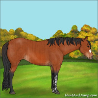 Horse Color:Bay  and Bay 