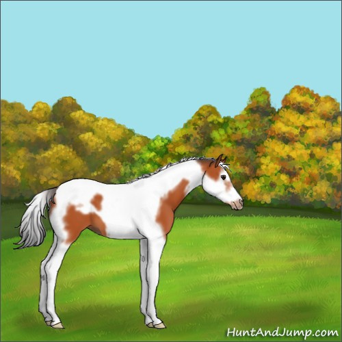 Horse Color:Bay Splash Tobiano Frame 