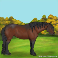 Horse Color:Unknown 