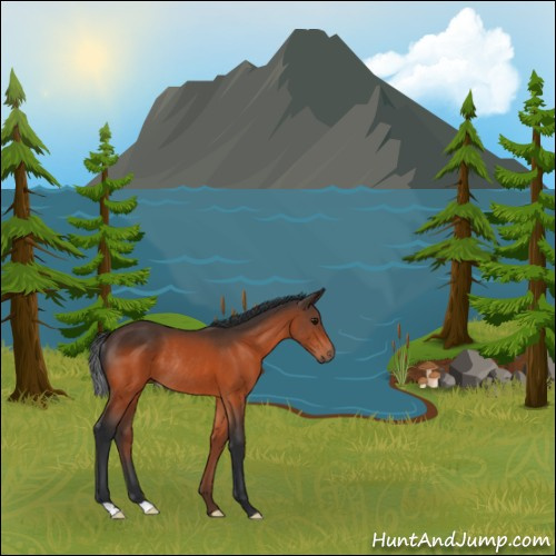 Horse Color:Bay Rabicano