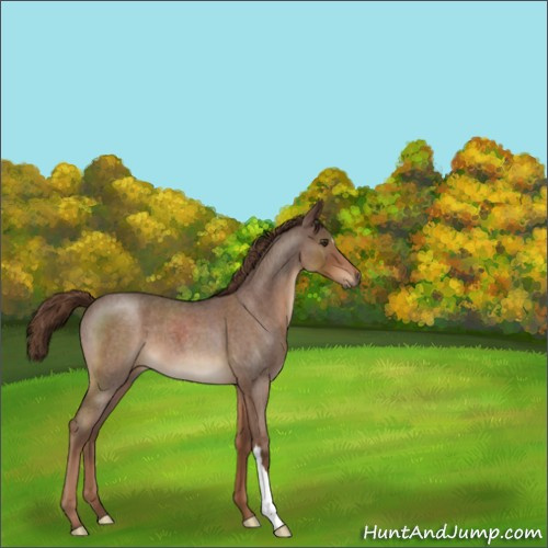 Horse Color:Liver Red Roan 
