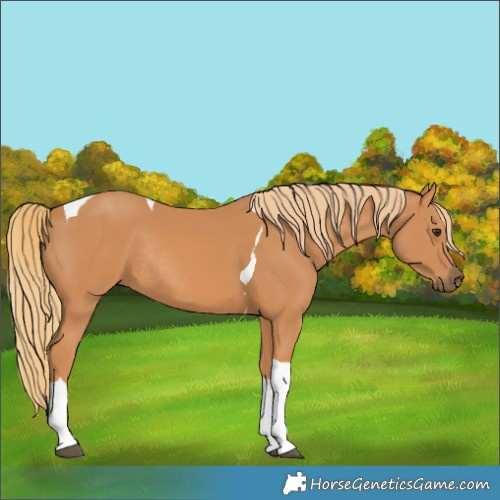Horse Color:Chestnut Tobiano Rabicano 