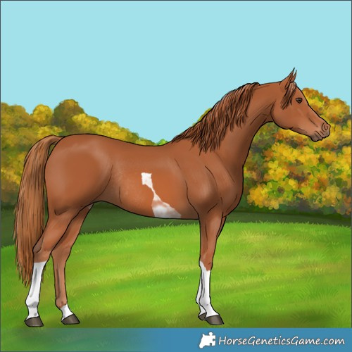 Horse Color:Chestnut Tobiano Rabicano 