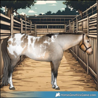 Horse Color:Gray Buckskin Dun Tobiano Blanket 