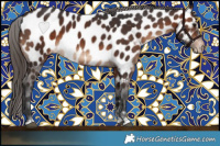 Horse Color:Brown Appaloosa