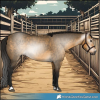 Horse Color:Gray Buckskin Dun 