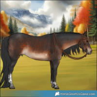 Horse Color:Brown Tobiano 