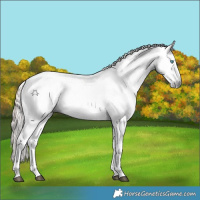Horse Color:Gray White Spotted Liver Chestnut Sabino Splash Appaloosa Rabicano 