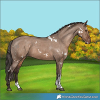 Horse Color:White Spotted Liver Red Dun Sabino Appaloosa Rabicano 