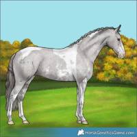 Horse Color:Liver Chestnut Sabino Tobiano Appaloosa 