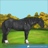 Horse Color:Black 