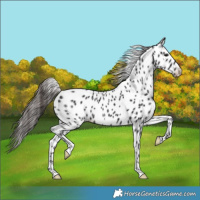 Horse Color:Smoky Black Leopard 
