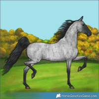 Horse Color:Blue Roan 