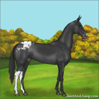 Horse Color:Black Appaloosa 