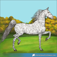 Horse Color:Grullo Snowflake VarnishRabicano 