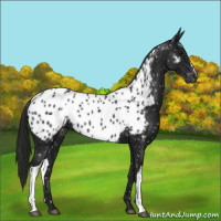 Horse Color:Gray Black Appaloosa