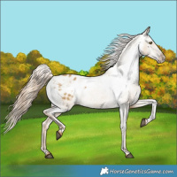 Horse Color:Chocolate Palomino Dun Blanket Rabicano 