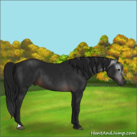 Horse Color:Gray Brown 