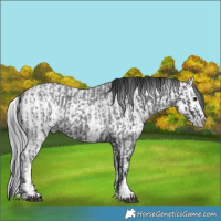 Horse Color:Blue Roan Sabino Splash  and Gray Blue Roan Sabino Splash 