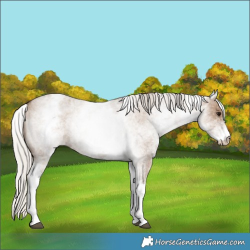 Horse Color:White Spotted Silver Grullo Roan 