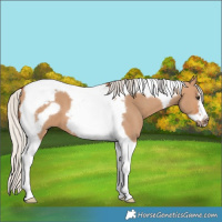 Horse Color:Silver Bay Dun Tobiano Frame 