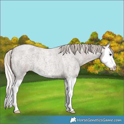 Horse Color:Silver Grullo Roan Splash 