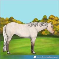 Horse Color:Silver Bay Roan Dun Rabicano 