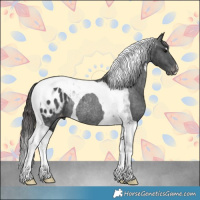 Horse Color:Black Tobiano Appaloosa Rabicano 