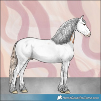 Horse Color:Chestnut Splash Tobiano Appaloosa 