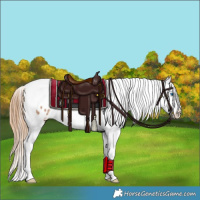 Horse Color:Black Pearl Splash Tobiano Appaloosa Rabicano 